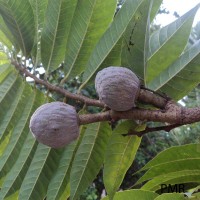 Annona reticulata L.